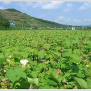 곡성-004 Daum카페