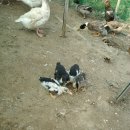 영우농장 이미지