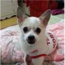 분홍강아지 이미지