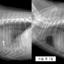 고려동물메디컬센터 이미지