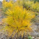 황금수퍼 이미지