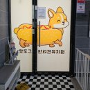 핫도그 반려견 유치원 이미지