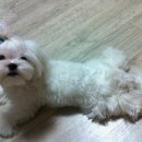꽁지 Daum카페