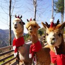 홍천식당 이미지