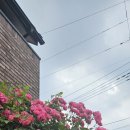 만궁 | 미토 하치만궁 Mito Hachimangū 은행나무와 십이간지가 반겨주는