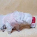 (주)헬로마이펫 이미지