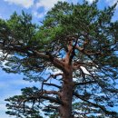 왕산1리 | 울진 안일왕산