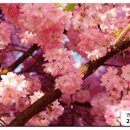 삼육목장 이미지