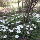 아름다운 정원을 꿈 이미지