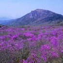 오월의수수꽃다리 이미지