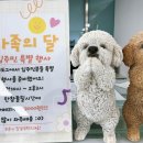 하이도그 이미지