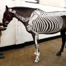 세바스챤 이미지