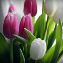 희망의아침 이미지