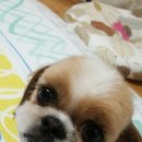 밍키애견 이미지