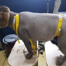 릴리네 애견미용실 이미지