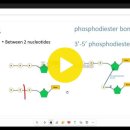 25-09-02 생물 수업 - Mitochondria/Chloroplast + Transcription 이미지