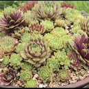 햇살다육꽃사랑 이미지