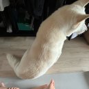 떼굴떼굴 이미지