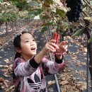 정우농원 | [스크랩] 김포 학운리 정우농원 포도체험 방문후기 ^^