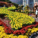 양산 국화꽃 축제 2021 10월 31일 이미지