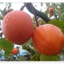 풍천대봉감농원 이미지