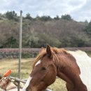 안덕면 용머리 공영주차장 입구 | 제주도 서귀포 카페 &#39;소색채본&#39; 용머리해안, 산방산 뷰, 유채꽃 명소 볼거리 가득한 곳