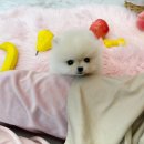 내품안의반려견 은평점 이미지