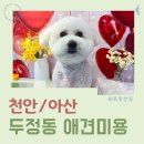 코코애견 | 천안애견미용 추천, 두정동 코코그루밍 후기 비숑 여름맞이 미용