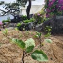 돌담집펜션 이미지