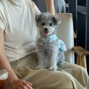 삼양카서비스 | [제주도] 반려견 후추랑 같이 항공권,렌트,갈치조림 맛집,삼양해수욕장,월정리해수욕장