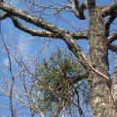 간,신장과 방광에 좋은약초와 음식 이미지