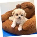 지니퍼피 의정부강아지분양 애견샵 | 안산미니비숑분양, 행복한 나의 선택