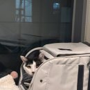 냥블레스유 이미지