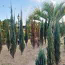 부곡원조 메기탕 이미지