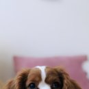 메디힐동물병원 이미지