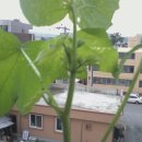 미영(아) 이미지