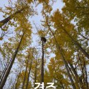 도리마을 숲 이미지