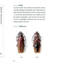 장수-13 이미지