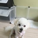 반디 동물병원 이미지