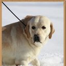 내가 누구개? 이미지