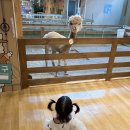 금천5-18 농로 | 서울 실내동물원 18개월 미만 무료인 쥬라리움 금천점 더울때 아기랑 놀러가기 최고
