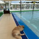 그늘막117 이미지