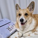 바니펫 | 강아지 쿨매트 반짝프리미엄 인견커버로 여름나기! 강아지 더위 극뽁!