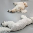 댕댕스쿨 이미지