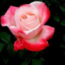 사랑해요 당신 이미지