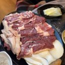 강아지영토 이미지