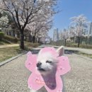 덕분이야모든개 이미지