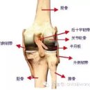 진식태극권과 인체 관절운동 6 / 슬관절과 과관절 (무릎과 발목관절) 이미지