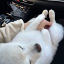 동물병원 움 | 광주 금호동애견미용, 퍼피움