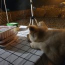 피플앤독느티캠핑장 이미지